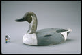 655086 Pintail Drake Decoy, 1943 1953 A4 Photo Print