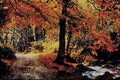 656006 Autumn In Luxulyan Valley A4 Limited Edition Watercolour Print