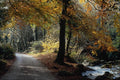 656006 Autumn In Luxulyan Valley A4 Photo Print