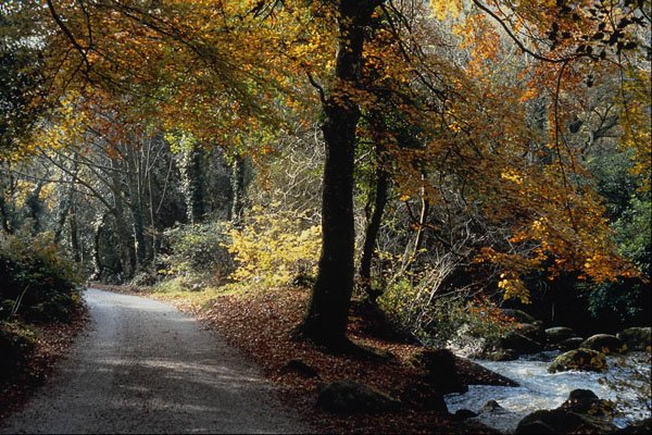 656006 Autumn In Luxulyan Valley A4 Photo Print