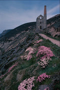 656014 Cornish Flora Sea Pinks At Wheal Coates A4 Photo Print