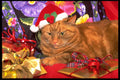 658000 Dorato Wears His Christmas Hat A4 Photo Print
