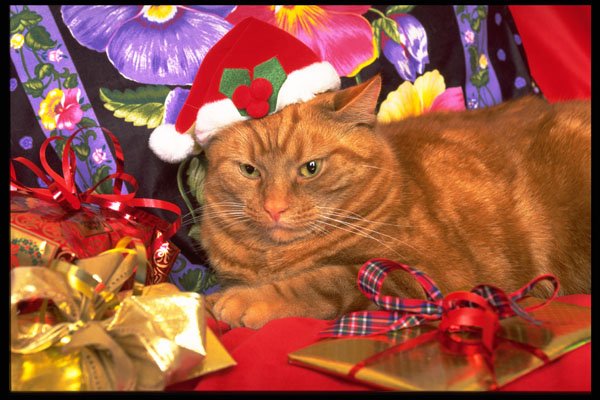658000 Dorato Wears His Christmas Hat A4 Photo Print