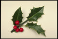 658009 Holly A4 Photo Print