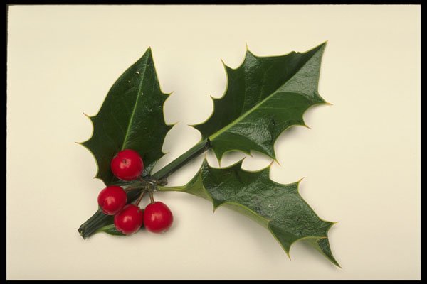 658009 Holly A4 Photo Print