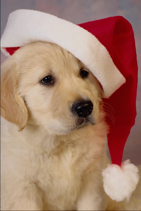 658013 Christmas Puppy A4 Photo Print