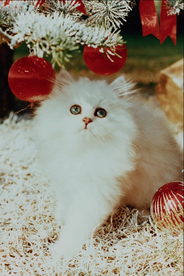 658021 Christmas Chinchilla Kitten A4 Photo Print