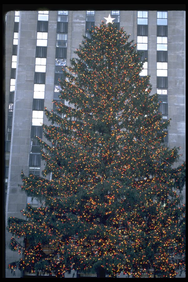 658076 Close up Of Large Tree, Rockefeller Center, New York A4 Photo Print