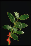 658096 Still Life, Spirit Of Christmas A4 Photo Print