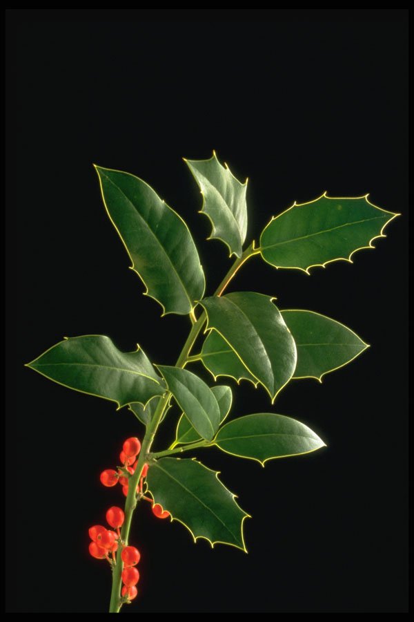 658096 Still Life, Spirit Of Christmas A4 Photo Print