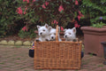 659000 Three West Highland White Terrier Puppies In Basket A4 Photo Print