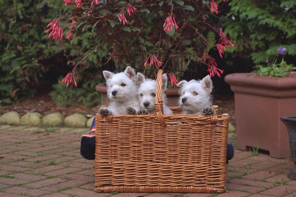 659000 Three West Highland White Terrier Puppies In Basket A4 Photo Print