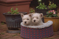 659001 Two West Highland White Terrier Puppies In Soft Bed A4 Photo Print
