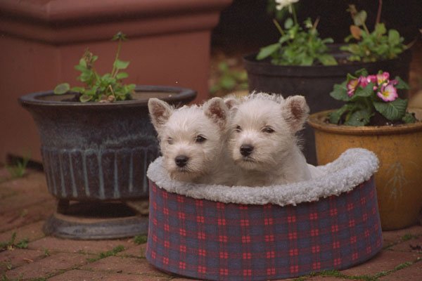 659001 Two West Highland White Terrier Puppies In Soft Bed A4 Photo Print