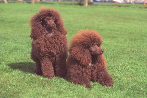 659002 Two Chocolate Poodles A4 Photo Print