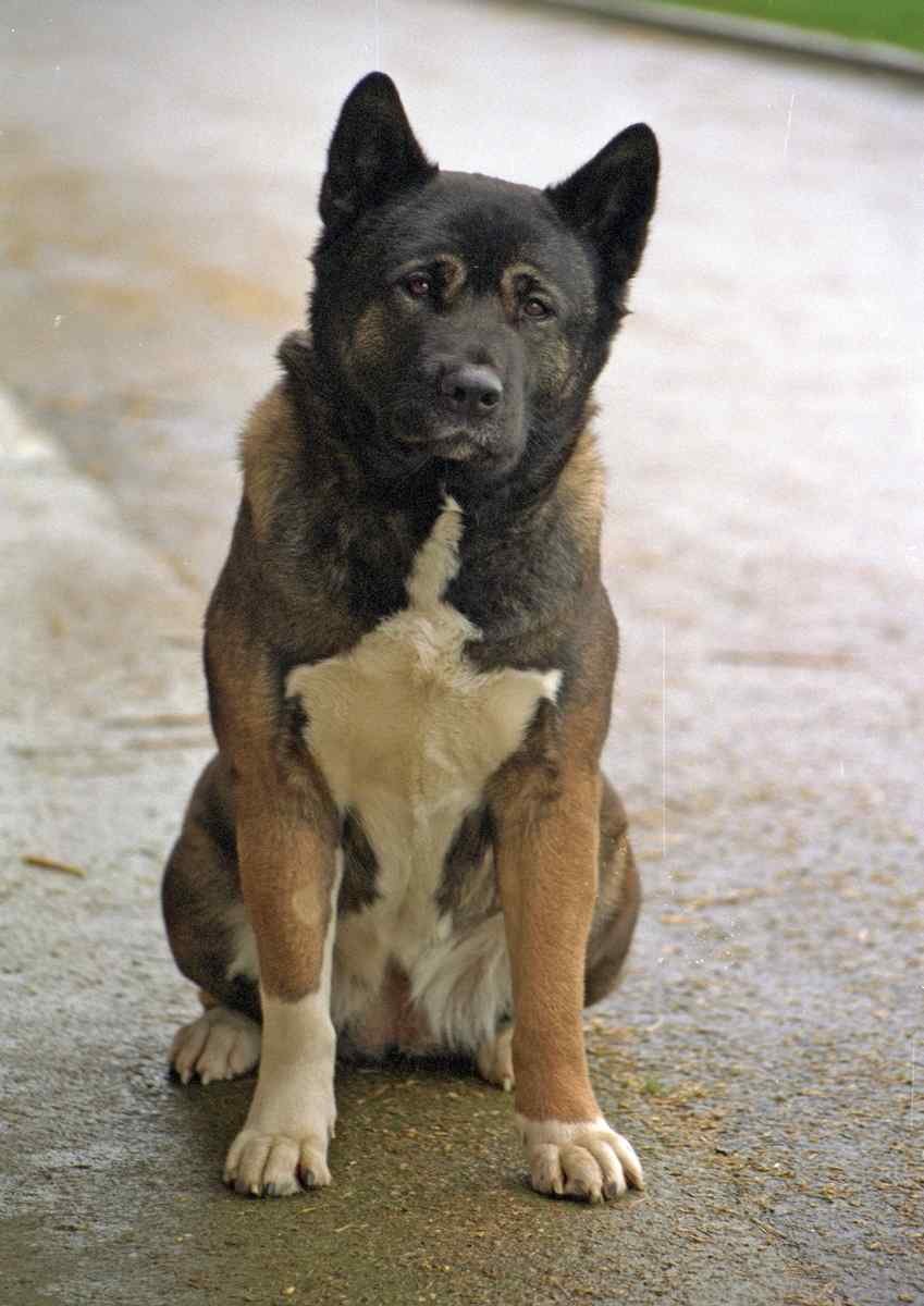 659003 Japanese Akita Sitting A4 Photo Print