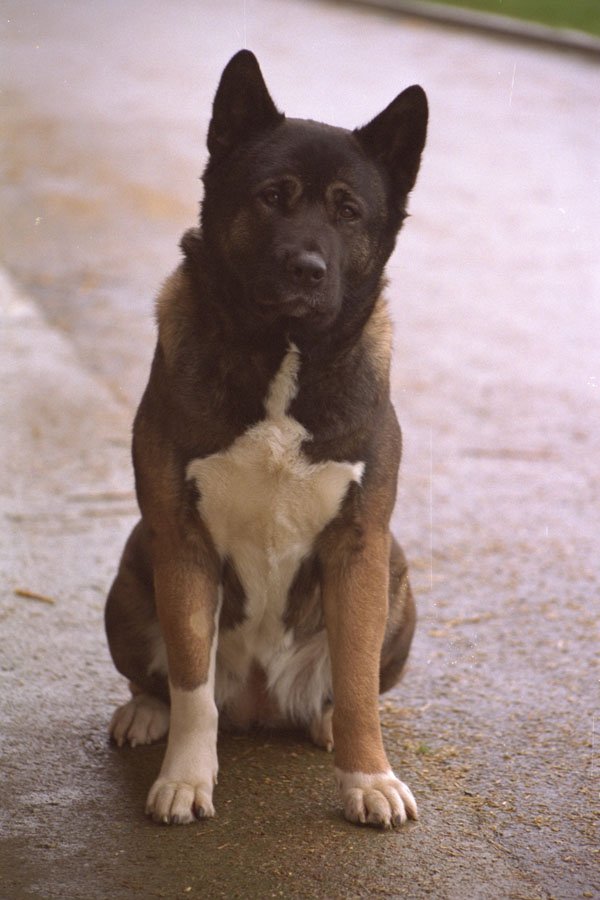 659003 Japanese Akita Sitting A4 Photo Print