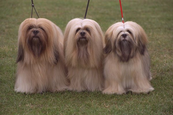 659004 Three Gold Lhasa Apsos A4 Photo Print