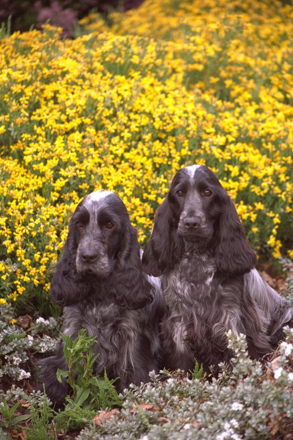 659005 Two Cocker Spaniels In Flowerbed A4 Photo Print