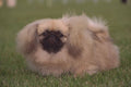659006 Pekingese In Grass A4 Photo Print