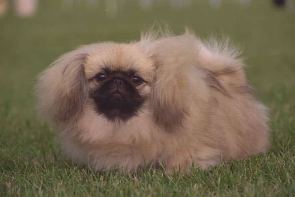 659006 Pekingese In Grass A4 Photo Print