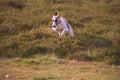 659007 Whippet Running Towards Camera A4 Photo Print