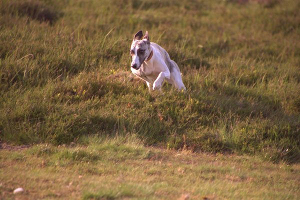 659007 Whippet Running Towards Camera A4 Photo Print