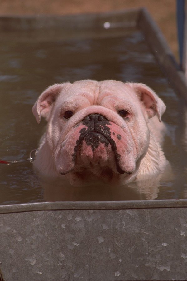 659008 Bulldog In Water Trough A4 Photo Print
