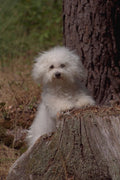 659009 Bolognese On Log A4 Photo Print