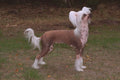 659010 Chinese Crested Standing In Profile A4 Photo Print