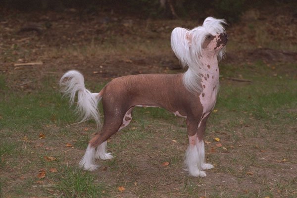659010 Chinese Crested Standing In Profile A4 Photo Print