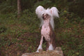 659011 Chinese Crested Standing On Log A4 Photo Print