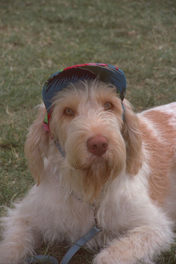 659012 Italian Spinone In Hat A4 Photo Print