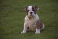 659013 Young Bulldog Puppy Sitting A4 Photo Print