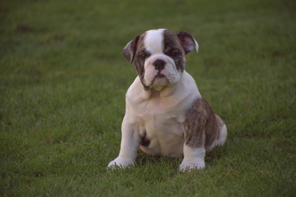 659013 Young Bulldog Puppy Sitting A4 Photo Print