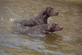 659014 Two German Shorthaired Pointers Sitting A4 Photo Print