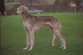 659015 Saluki With Unusual Coat Patterns A4 Photo Print