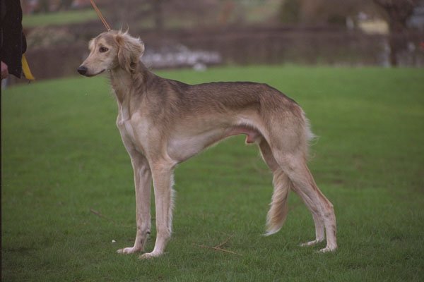 659015 Saluki With Unusual Coat Patterns A4 Photo Print
