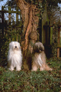 659016 Two Tibetan Terriers Sitting Beside Tree A4 Photo Print