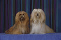 659017 Gold And Cream Lhasa Apsos Sitting A4 Photo Print