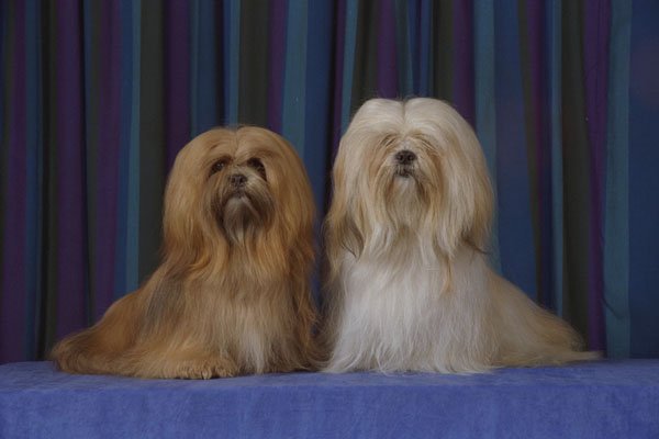 659017 Gold And Cream Lhasa Apsos Sitting A4 Photo Print