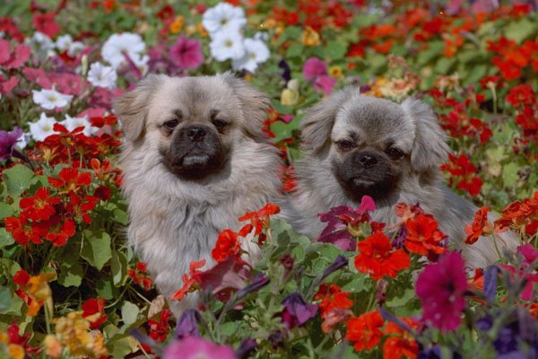 659018 Two Tibetan Spaniels In Flowers A4 Photo Print