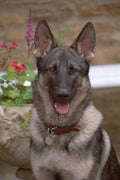 659019 German Shepherd Dog, Head Shot A4 Photo Print