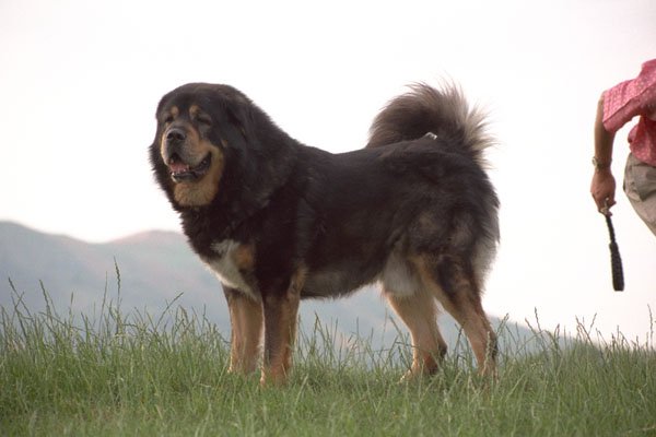 659020 Black And Tan Tibetan Mastiff Standing A4 Photo Print
