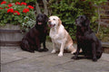 659021 Three Labrador Retrievers Sitting A4 Photo Print
