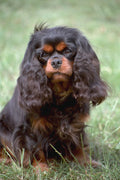 659022 Black And Tan Cavalier King Charles Spaniel Sitting A4 Photo Print