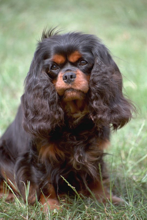 659022 Black And Tan Cavalier King Charles Spaniel Sitting A4 Photo Print