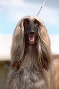 659023 Afghan Hound, Head Study A4 Photo Print