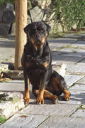 659024 Rottweiler Sitting A4 Photo Print