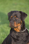 659025 Rottweiler Head Shot A4 Photo Print